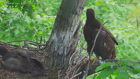 Hays Bald Eagles H# Eaglet on a Nest Branch 2022 05 15 16:31