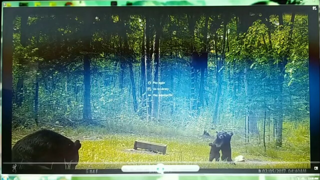 mama and cubs