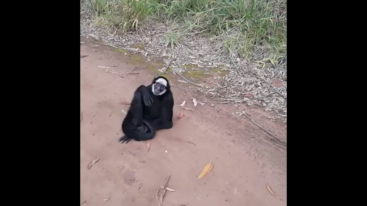 poor monkey