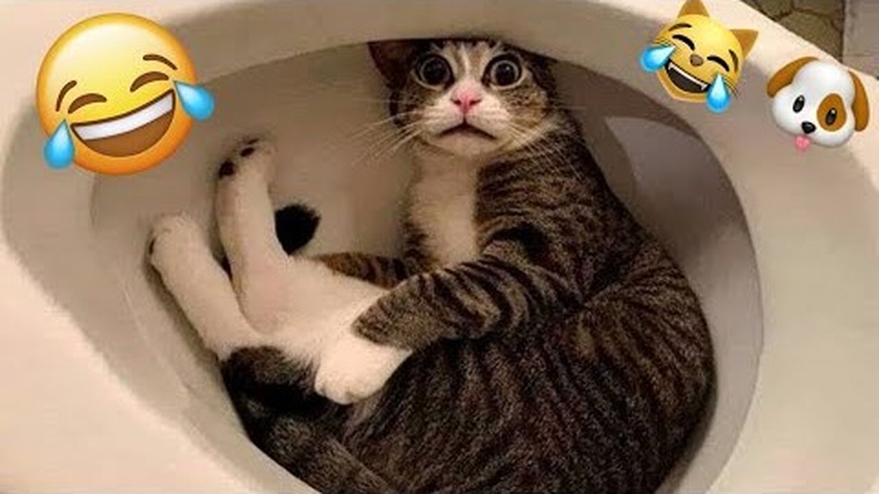 🤣 Funny and Short Animal Videos 🐶😺 Compilation of the Best Cat and Dog Videos