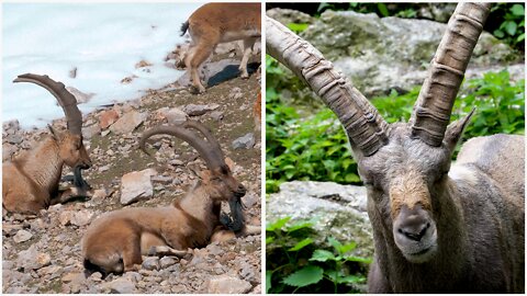 Group of Majestic ibex Footage Very Very Rare