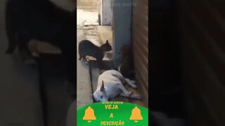 Gatinhos Acordaram o Cachorro #shorts