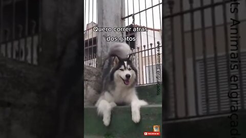Cachorro Latindo meme engraçado #shorts