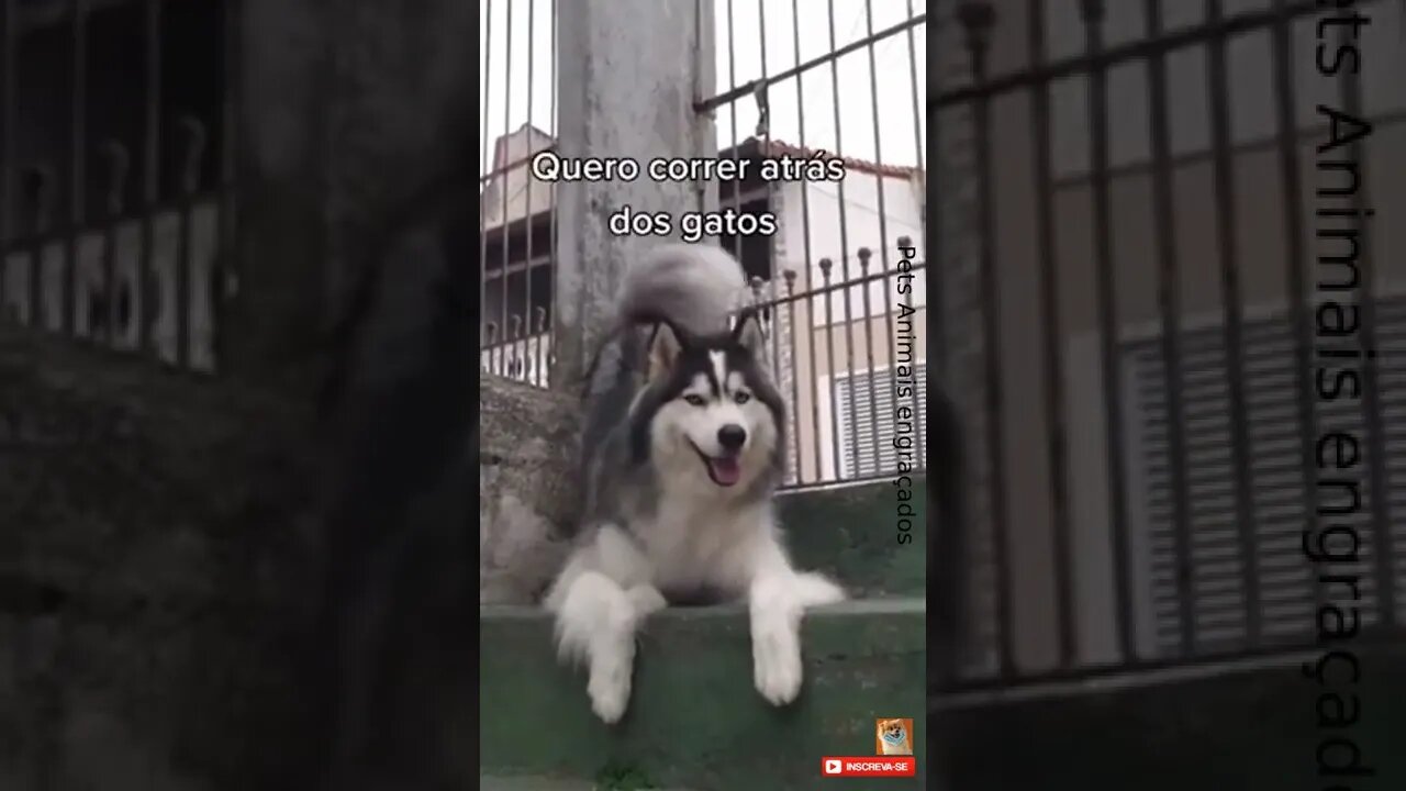 Cachorro Latindo meme engraçado #shorts