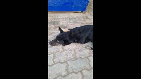 Indian dog sad thought 😢 old age 🐕