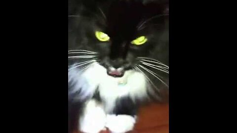 House Cat turns into Demon Cat - Became Feral after locked outside over night