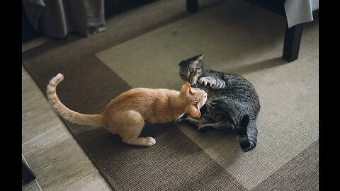 Funny Cat vs Cat Fight