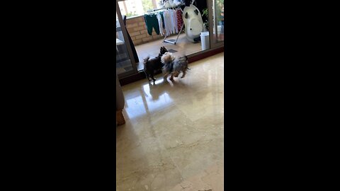 Playing with my buddy Oreo