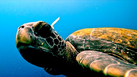 Scuba Diver is Surrounded by Gigantic Green Sea Turtles