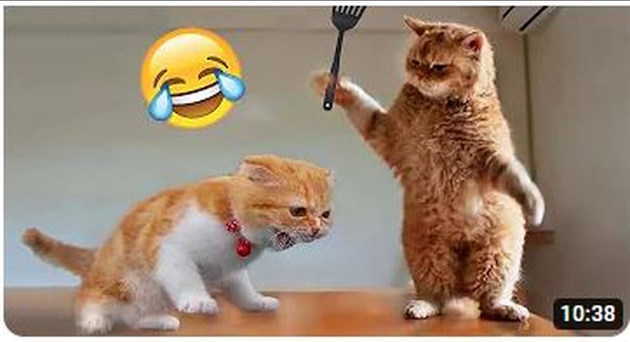 Wow Amazing Animals Shorts