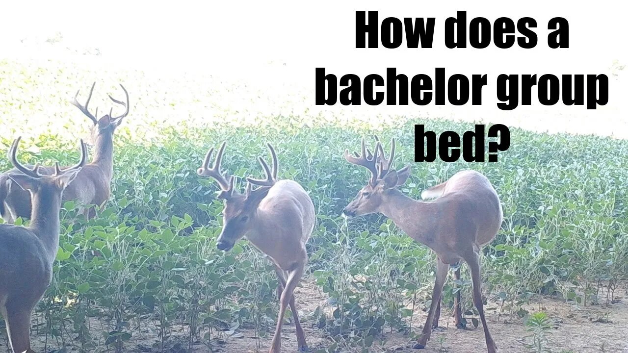 How does a bachelor group of buck's bed?