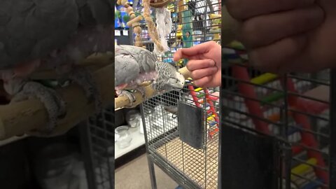 30 year old parrot hates everyone but this guy
