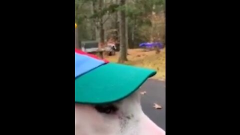 Funny animals