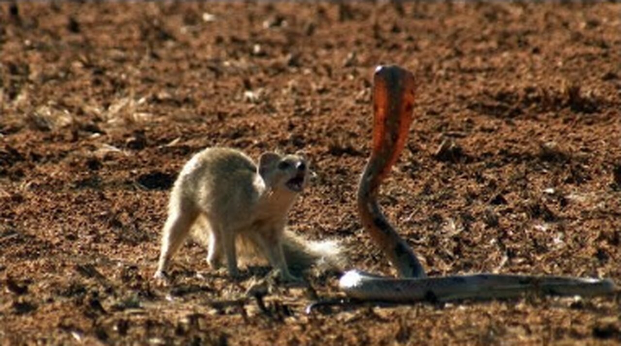 Mongoose Vs King Cobra II ANIMALZONE