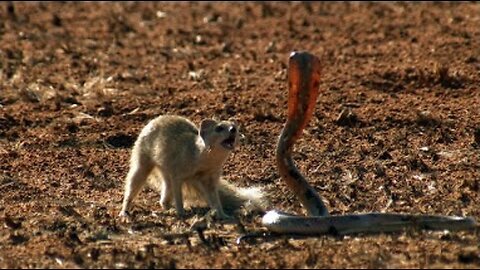 Mongoose Vs King Cobra II ANIMALZONE