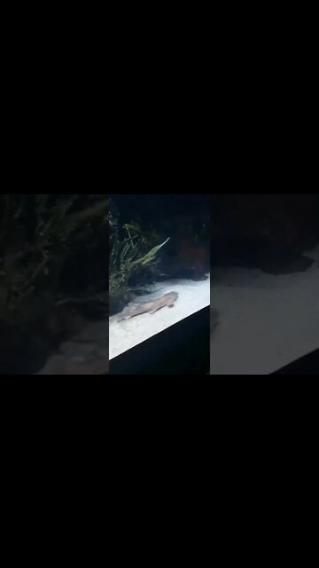 Cool fish in an aquarium