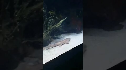 Cool fish in an aquarium