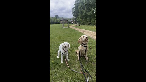 Teddy and waffle