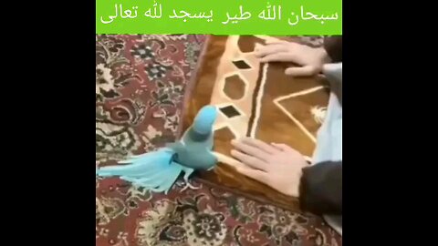 A bird prostrates to God in imitation of its owner, Glory be to God