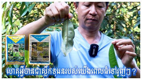 ហេតុអ្វីបានជាស្លឹកទុរេនរបស់យើងពេលធំទៅរួញៗ?