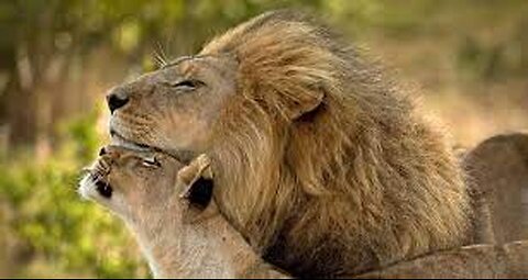 Animals love. This video made my day #shorts #dogs #lions #love
