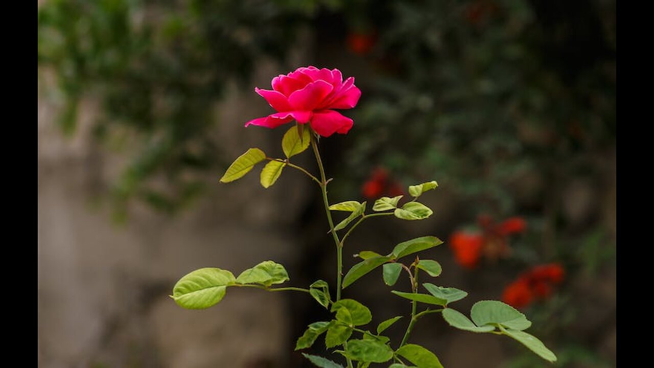 Nature pictures
