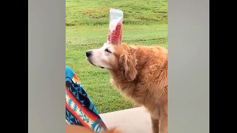 Funniest Animals Videos - Best Cute Cats😹 and Crazy Dogs🐶