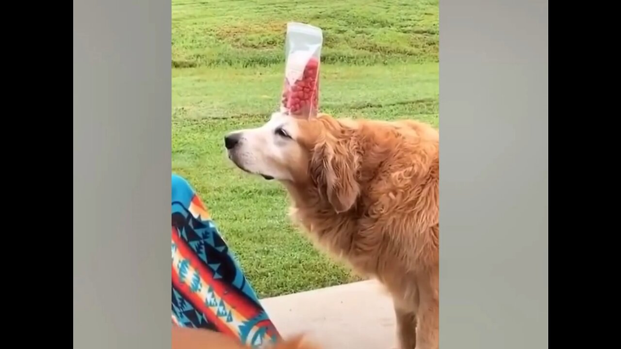 Funniest Animals Videos - Best Cute Cats😹 and Crazy Dogs🐶