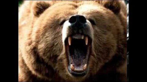 😱😖Heavy Judgment😳Three Workers Film Their Final Moments Before A Deadly Bear Encounter!