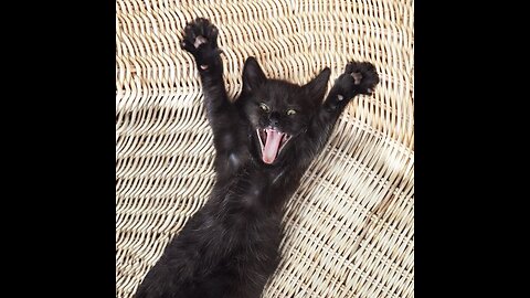 Cat funny videos & comedy
