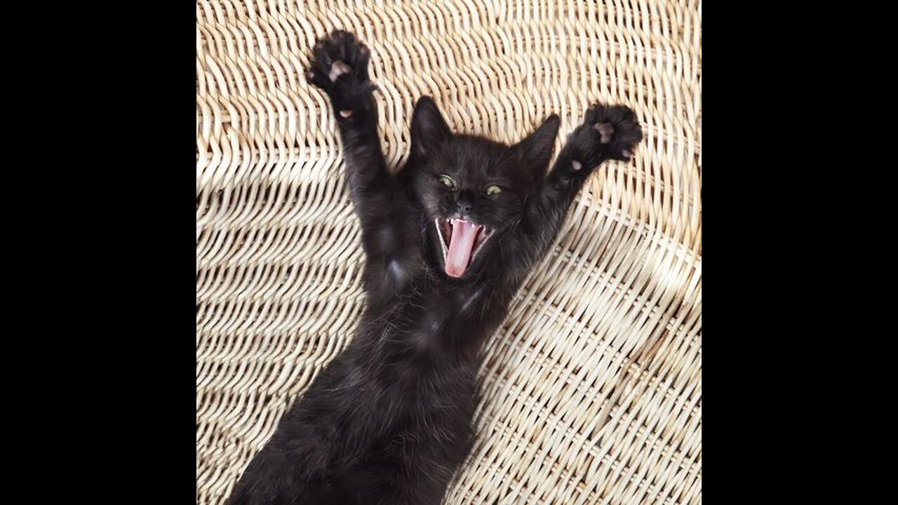 Cat funny videos & comedy