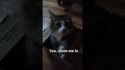 defective cat return to sender