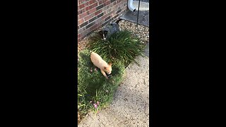 Dog tries to steal bone