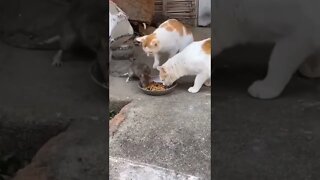 o rato MAIS corajoso do mundo 🤣🤣🤣