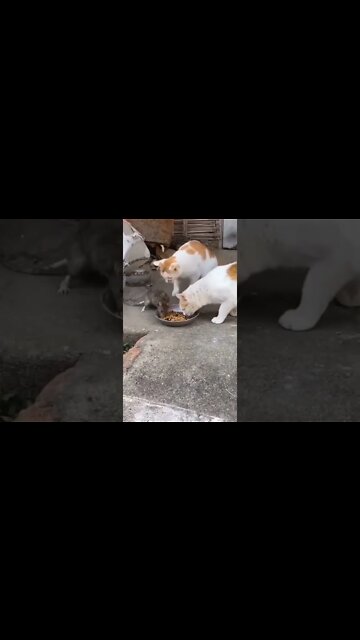 o rato MAIS corajoso do mundo 🤣🤣🤣