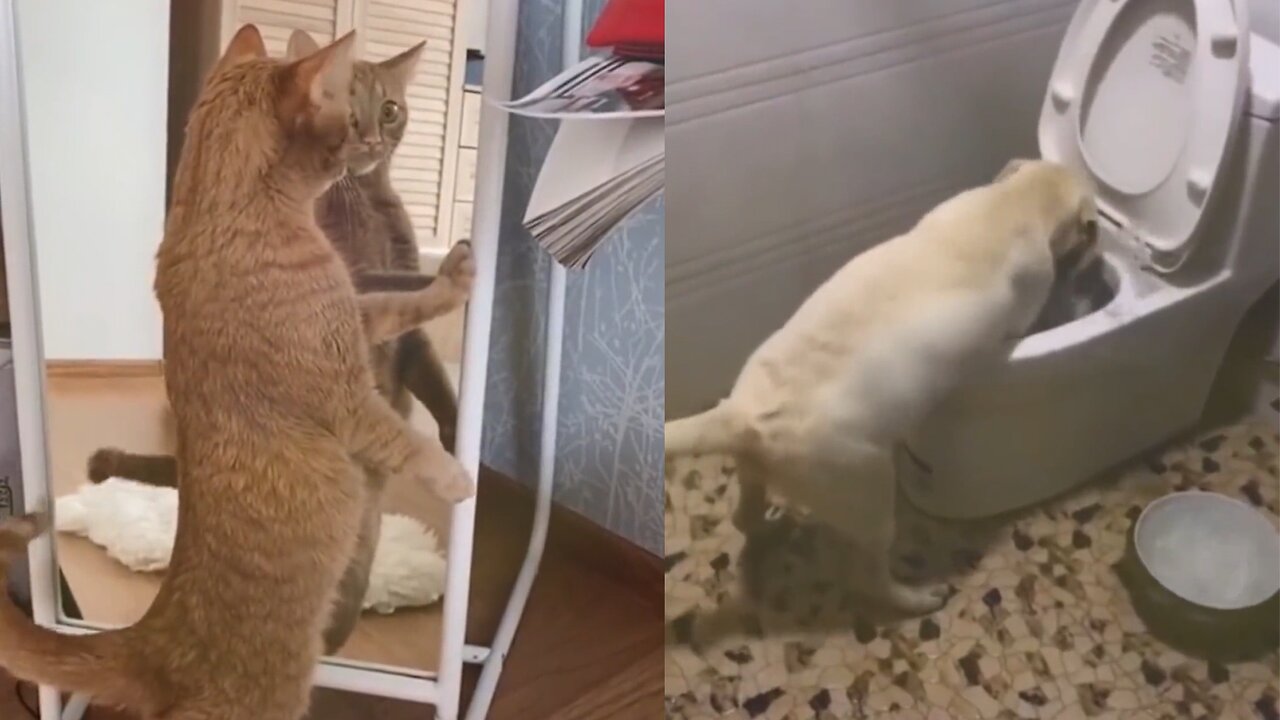 Cute kids & cute animals 😍😍😍 Cats & Kittens(19)