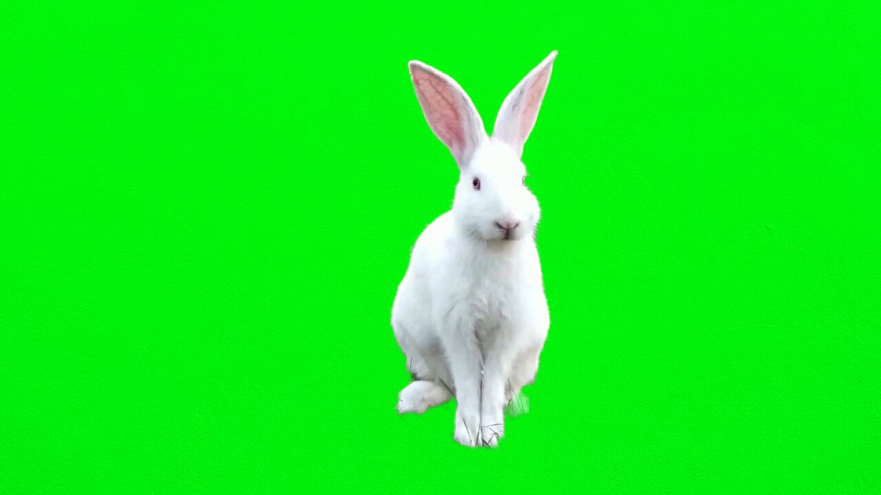 green screen rabbit copy right free🤑🤑⁉️⁉️⁉️