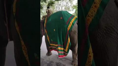 Elephant walking on the street video,#shorts,#elephant,#elephantwalking,#animal,#elephantlovers