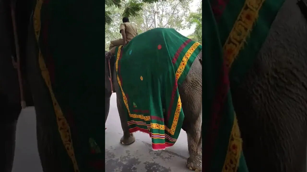 Elephant walking on the street video,#shorts,#elephant,#elephantwalking,#animal,#elephantlovers