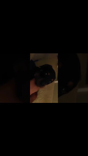 Rottweilers - Sweet Baby Faye