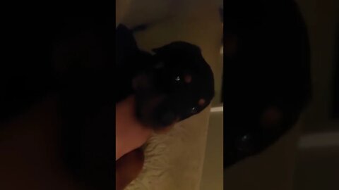 Rottweilers - Sweet Baby Faye