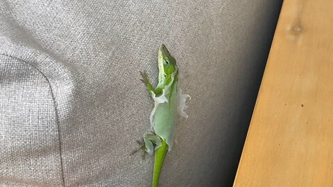 Lizard sheds its skin!!!