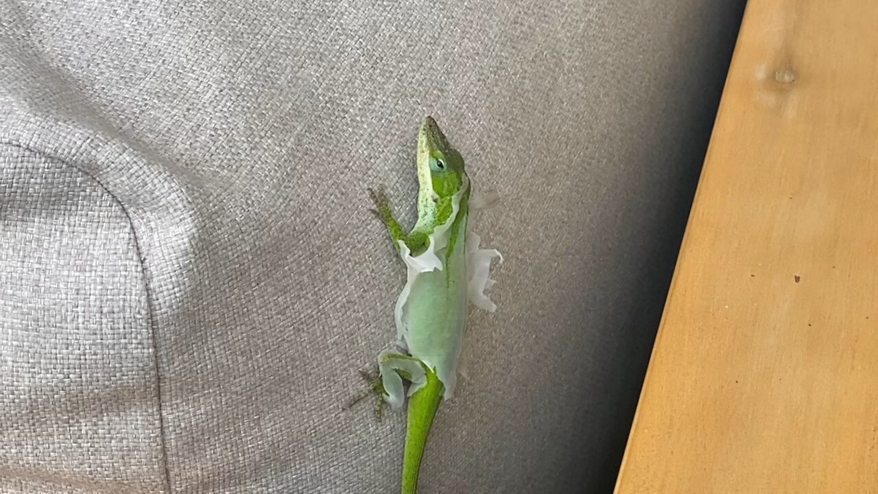 Lizard sheds its skin!!!