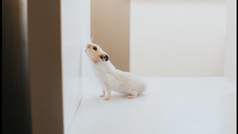 Hamster on The Loose - John Solomon Reports