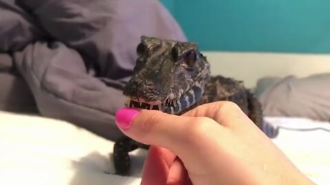 Cute baby croc