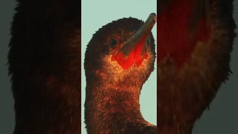 In close proximity of an endangered Cape Cormorant on a beach near Swakopmund with the Canon C70