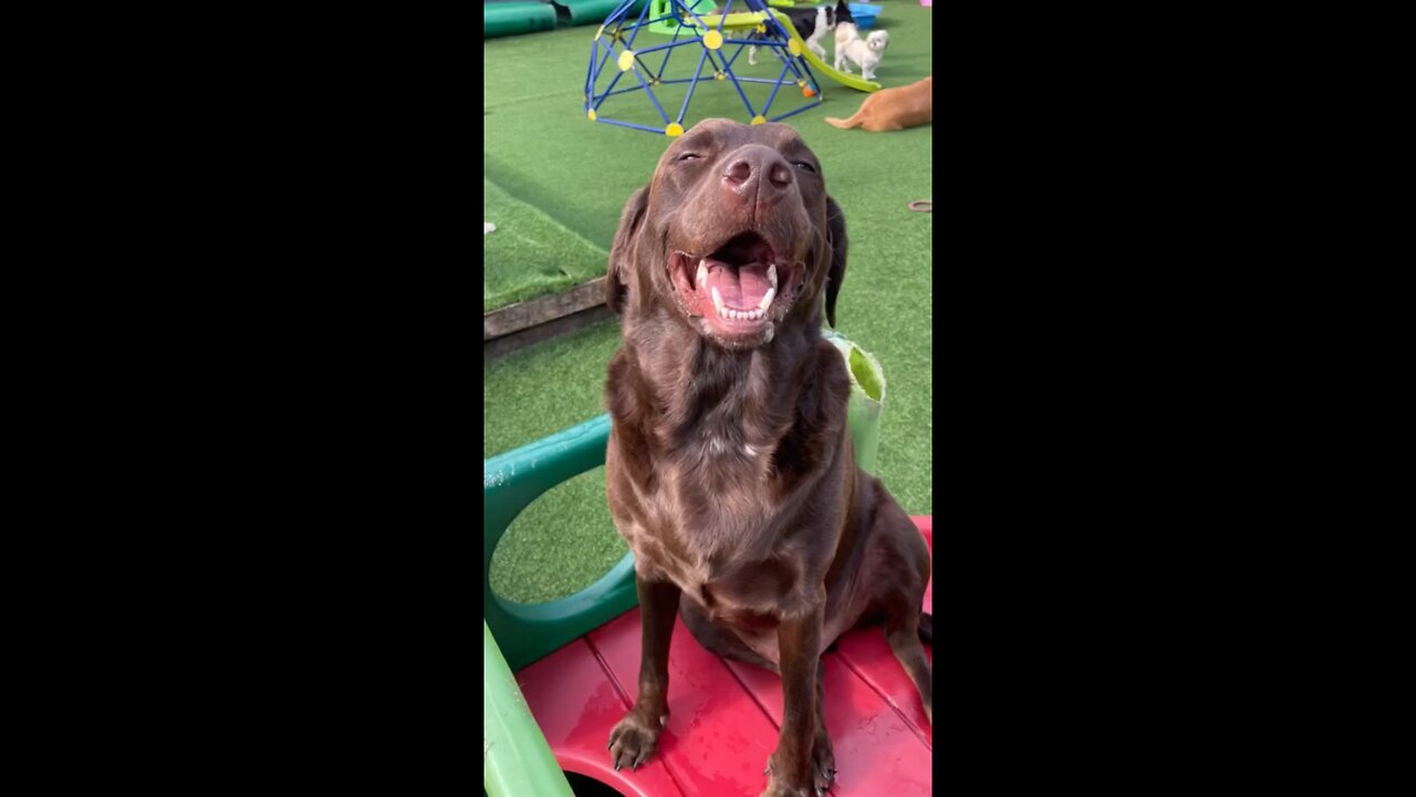 Brb I need to go tell my dog he's a good boy 🏃♂️🐕 👋