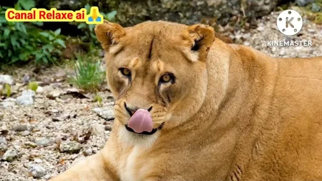 CONFIRA OS ANIMAIS SELVAGENS MAIS BELOS DA NATUREZA... OUVINDO UMA LINDA MÚSICA RELAXANTE🧘‍♂️