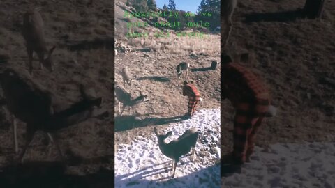 #shorts #nature #happy