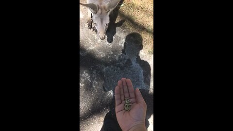 WILD KANGAROO!!!